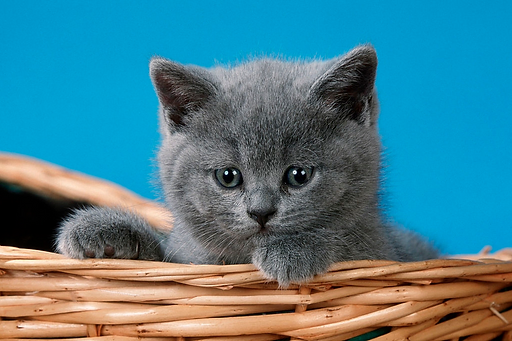 British Shorthair Kittens For Sale In Dubai Mcqueen Cattery