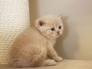 McQueen Noah - Reserved