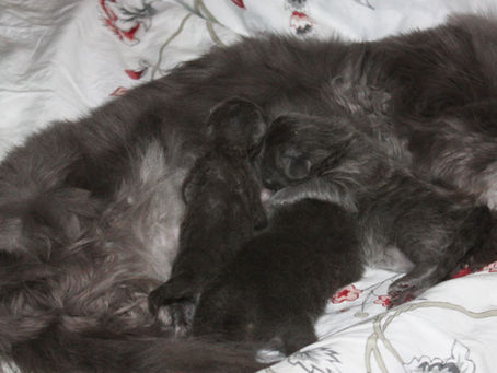 Litter "G" | Female & Male | Reserved