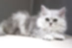 silver siberian kitten for sale