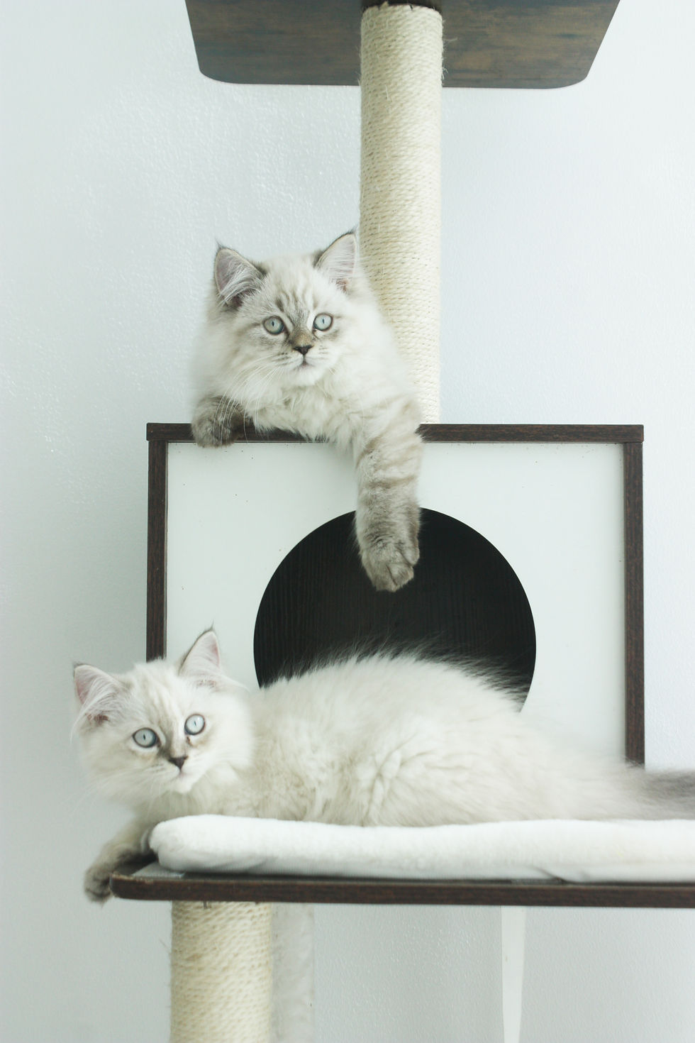 Casper (top) Catarina (bottom)