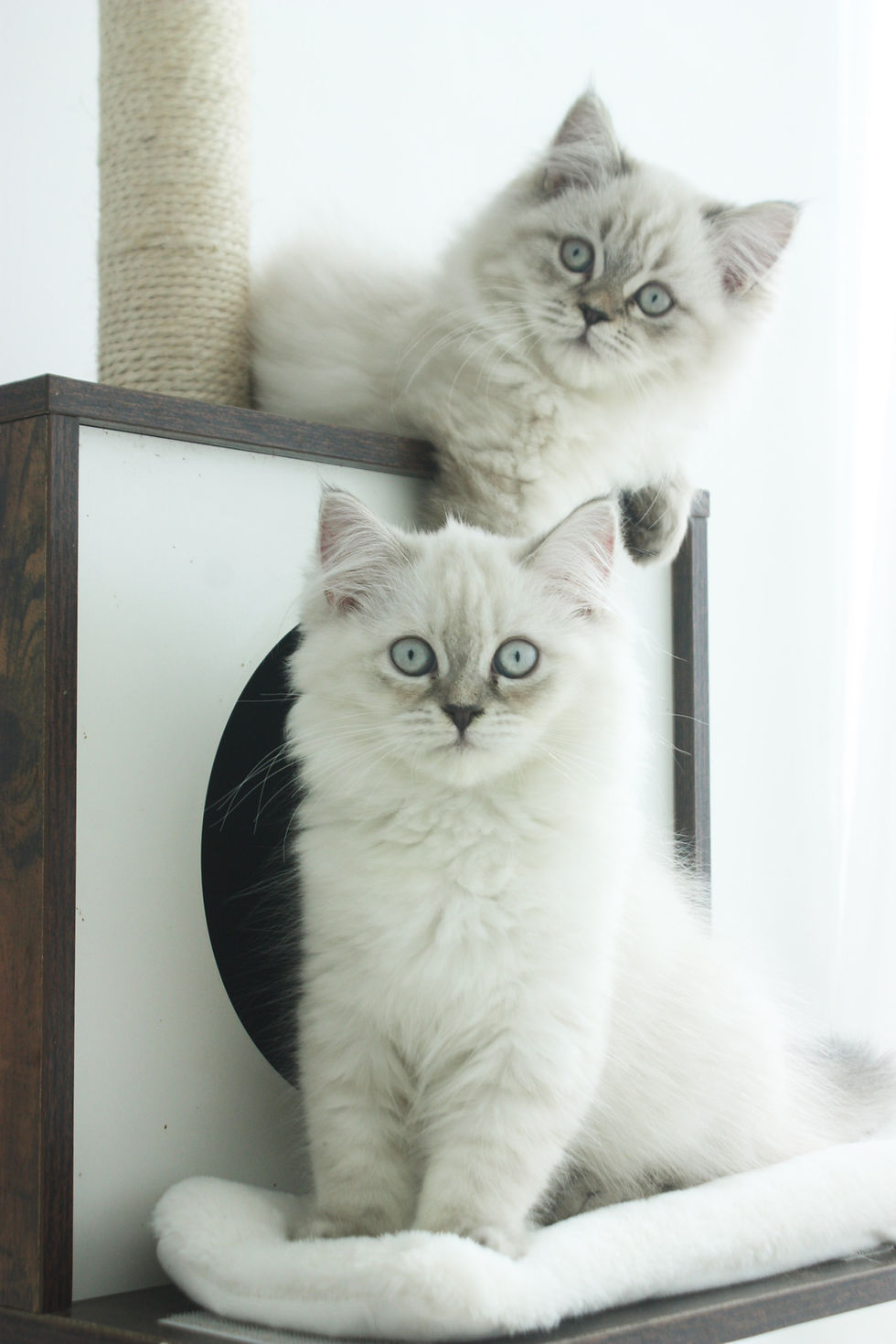 Catarina (bottom) Casper (top)