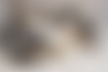 Litter N6 | Born 02/03/2026 - Available