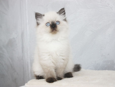 Xenia | Female | Neva Masquerade | Available