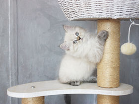 Siberian Pride Casper | Male | Neva Masquerade | Available