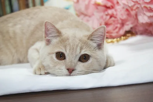 British Shorthair Kittens For Sale In Dubai Mcqueen Cattery