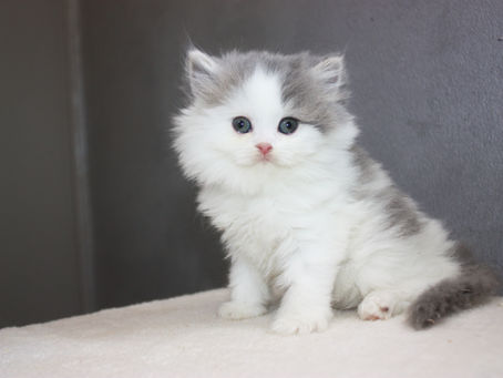 Callie | Female | Siberian Kitten