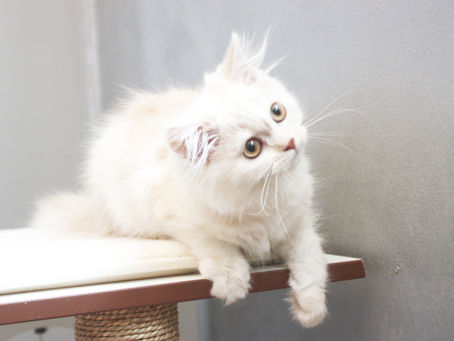 Peaches | Female | Siberian Kitten | Adopted