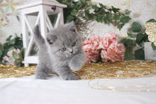 McQueen Penelope - Available