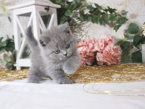 McQueen Penelope - Available