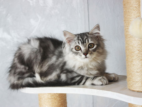 Silver Classic Tabby Siberian Kitten