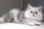 hypoallergenic cats in dubai
