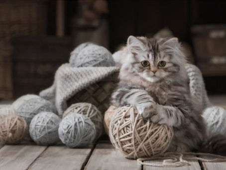 Kallie | Female | Adopted