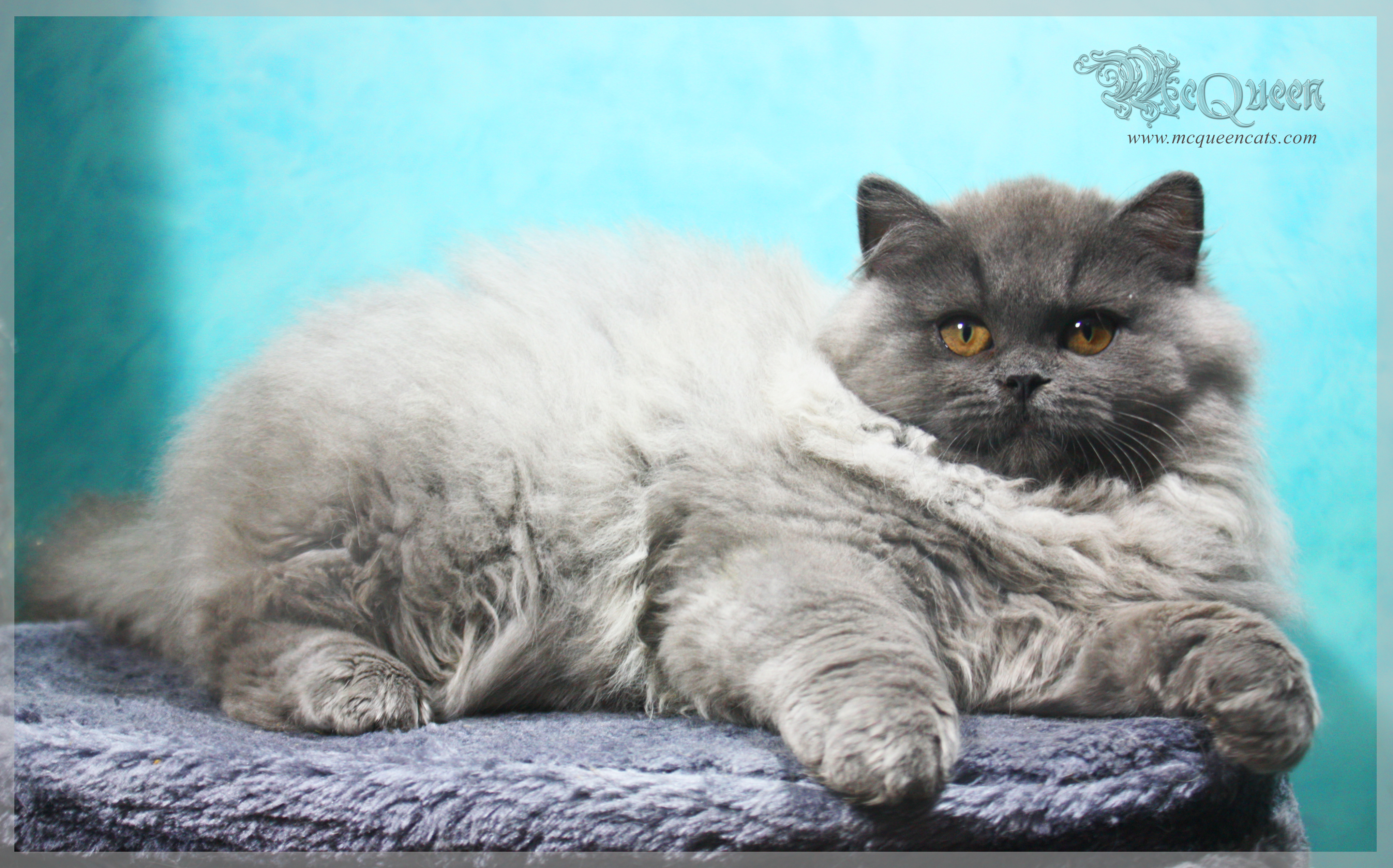 40 Top Pictures British Longhair Cat Price - British Longhair Cat Breed Information And Pictures Petguide