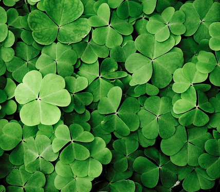 Clovers
