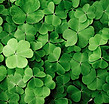 Clovers