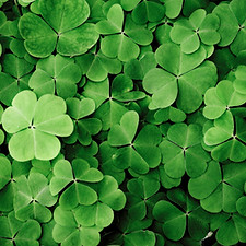 Clovers