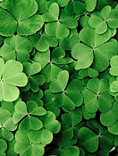Clovers