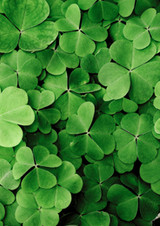 Clovers