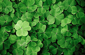 Clovers