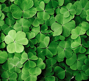 Clovers