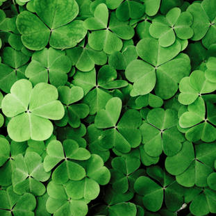 Clovers