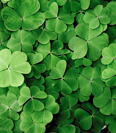 Clovers