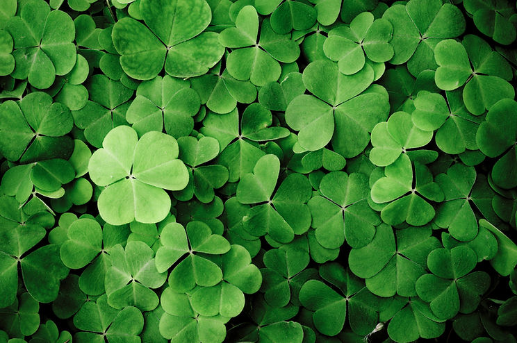 Green Clover Leaves