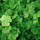 Beyond the Green: The History of St. Patrick’s Day