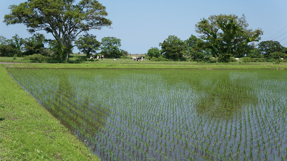 放牧農場と水田の風景は稲敷市ならではです!
