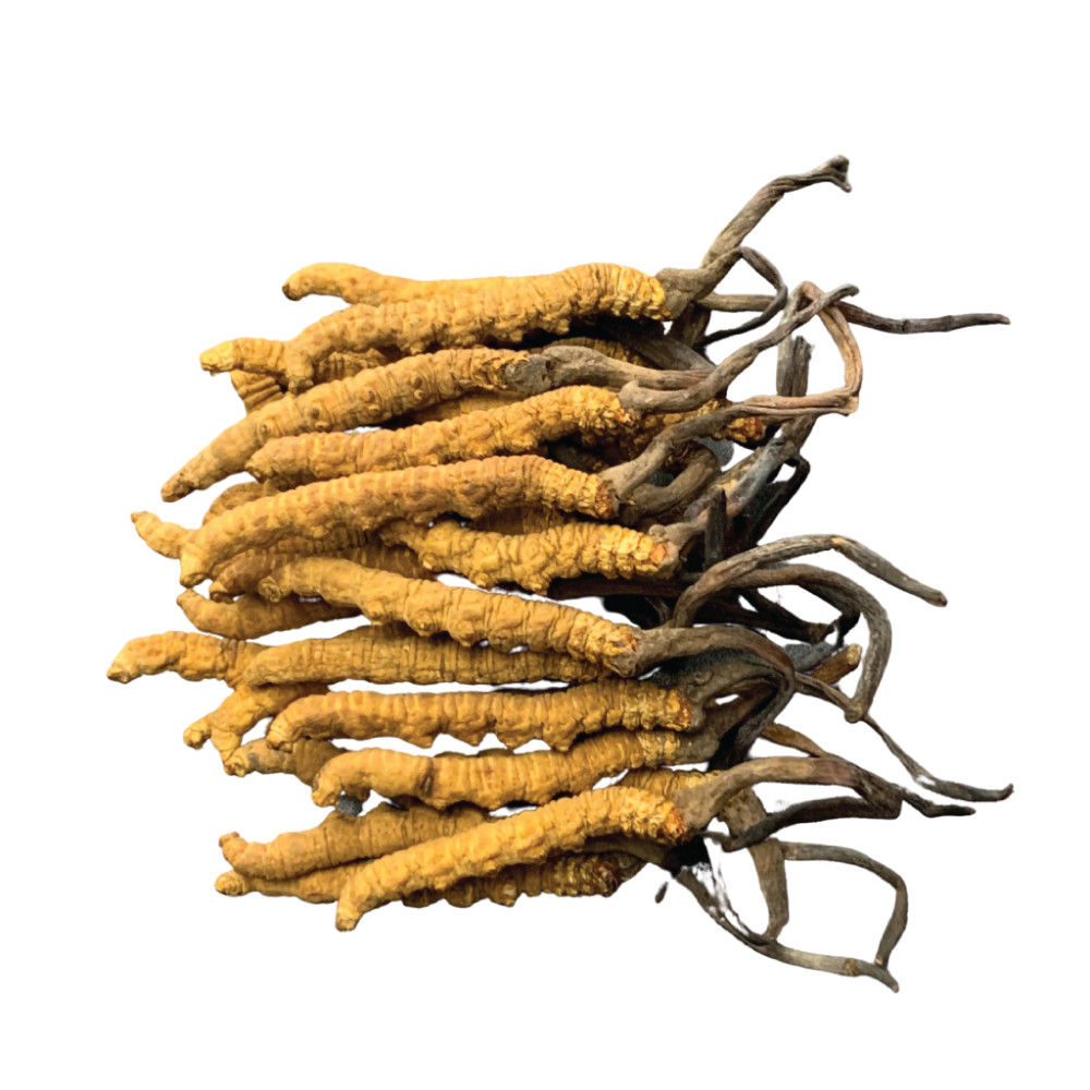 82条±西藏极品虫草皇 Premium Tibetan Cordyceps 10g±