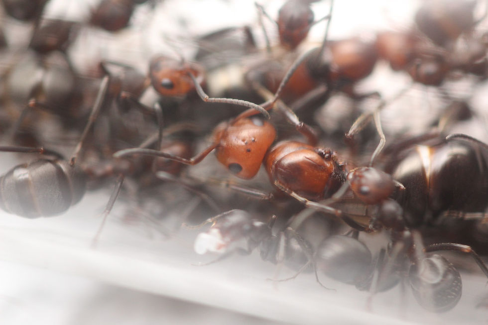 Thumbnail: Western Thatching Ants (Formica obscuripes)