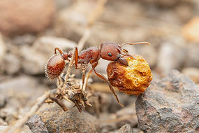 Pogonomyrmex barbatus worker carrying seed