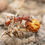 Thumbnail: Pogonomyrmex barbatus worker carrying seed