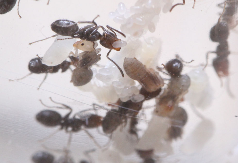 Thumbnail: Giant Velvety Ants (Liometopum apiculatum)