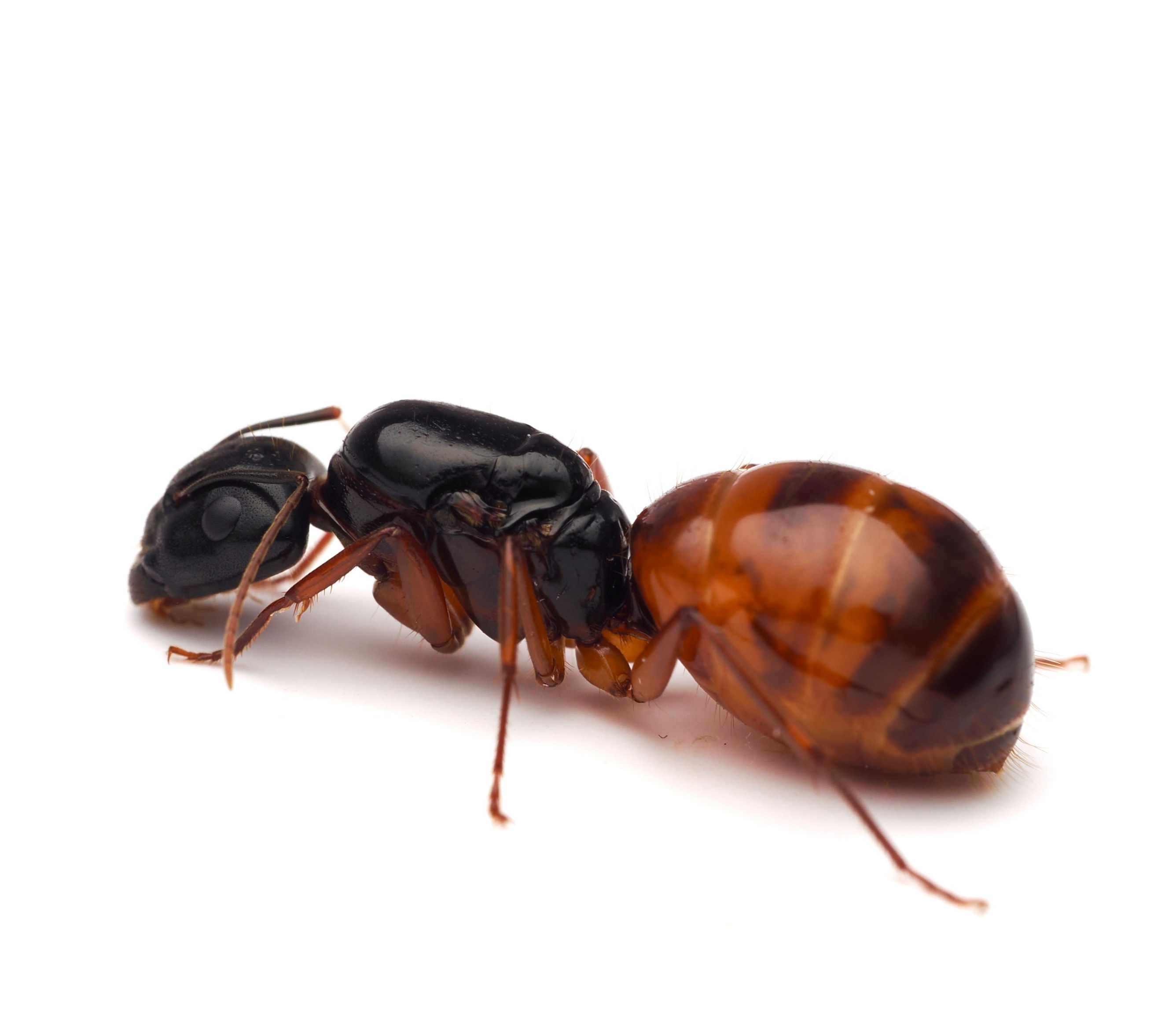Orange Striped Carpenter Ants (Camponotus sansabeanus)