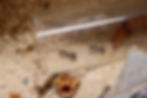 Thumbnail: Black Field Ants (Formica subsericea)