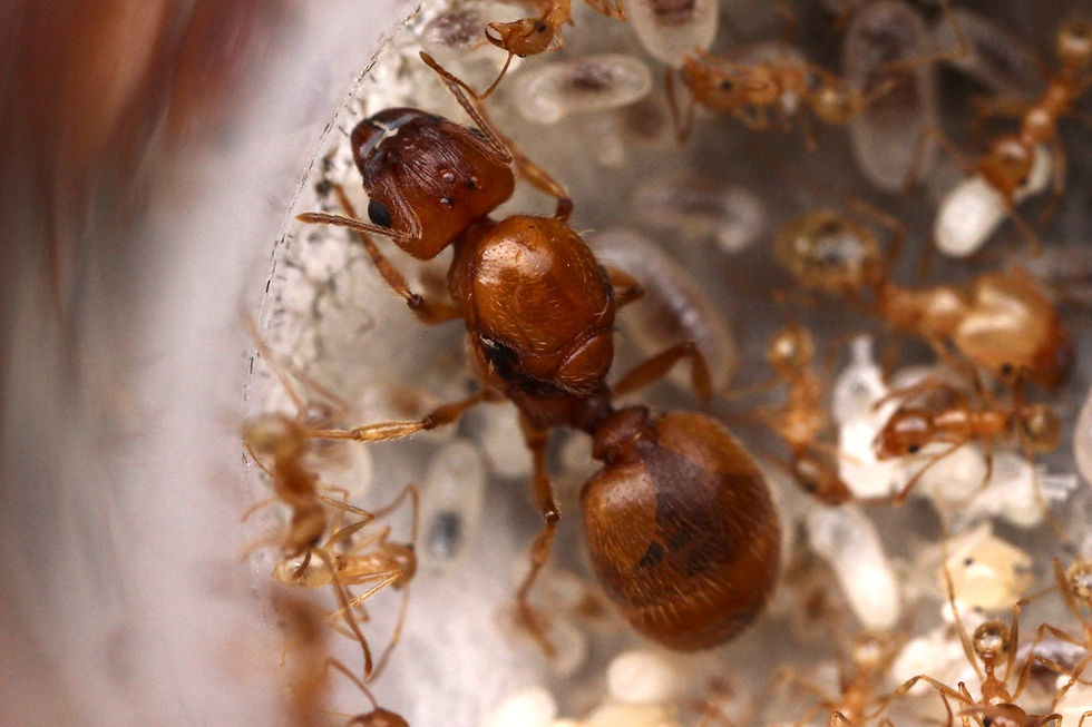 Thumbnail: Morris' Big-Headed Ants (Pheidole morrisii)