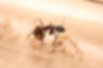 Thumbnail: Bicolored Carpenter Ants (Camponotus chromaiodes)