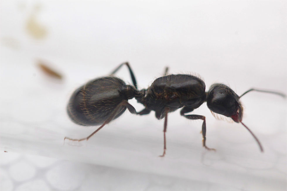 Thumbnail: Black Desert Harvester Ants (Veromessor pergandei)