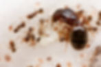 Thumbnail: Common Big-Headed Ants (Pheidole bicarinata)