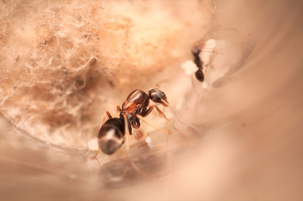 Thumbnail: Silver Pyramid Ants (Dorymyrmex grandulus)