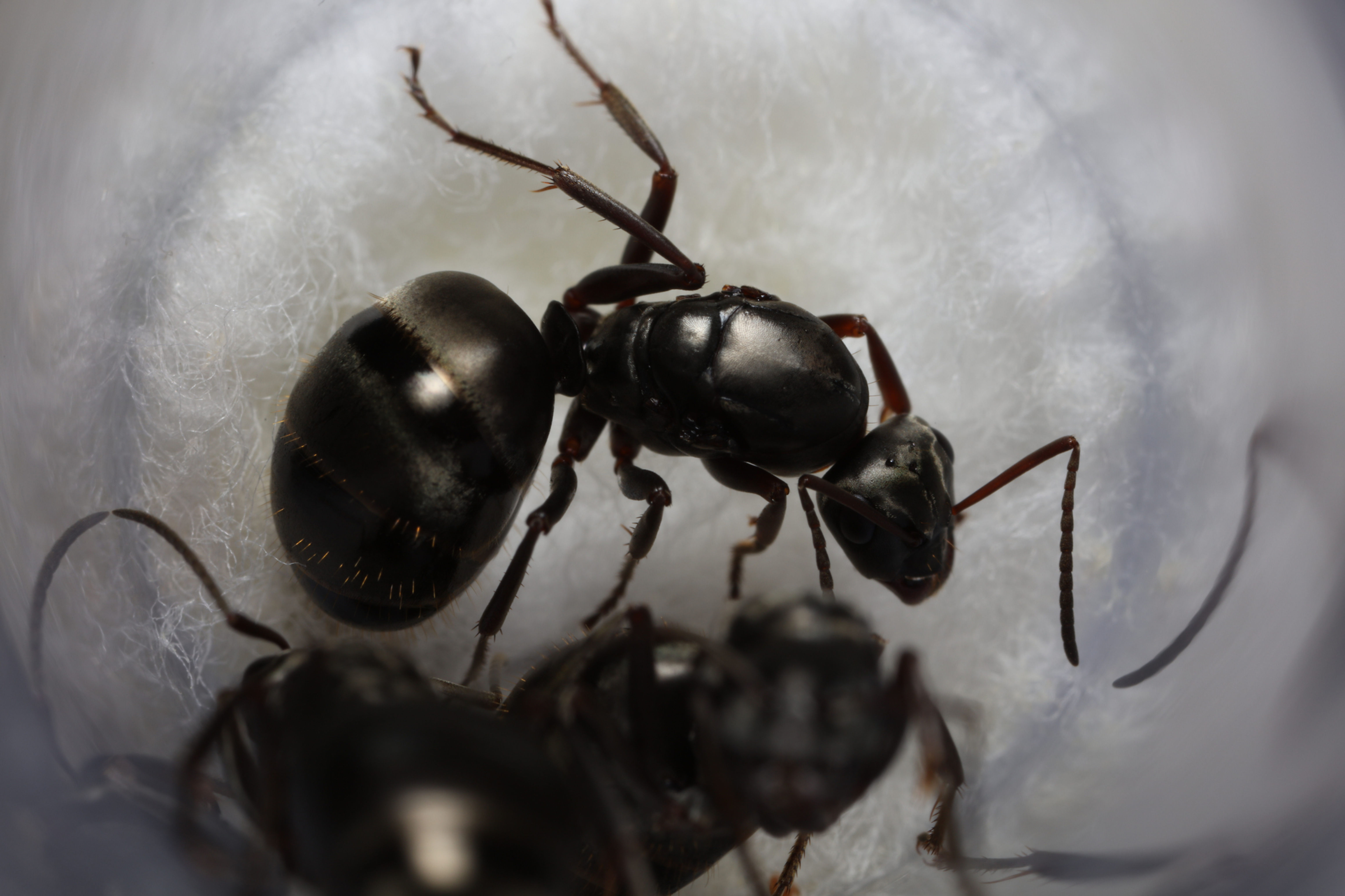 Black Field Ants (Formica subsericea)