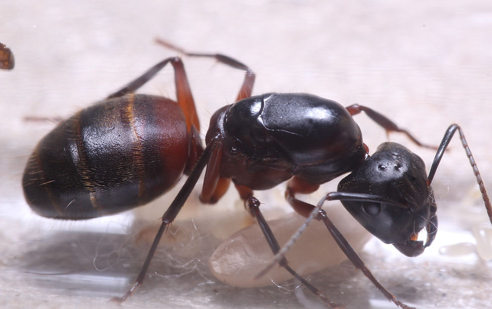 Thumbnail: Bicolored Carpenter Ants (Camponotus chromaiodes)
