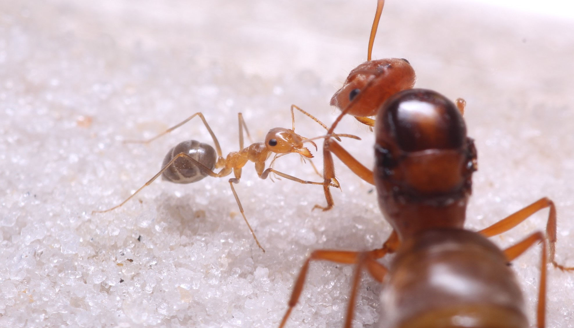 Citrus Honeypot Ants (Myrmecocystus kennedyi)