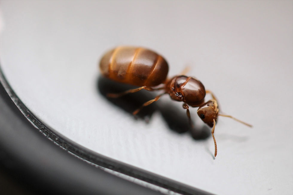 Thumbnail: American Yellow Meadow Ants (Lasius brevicornis)