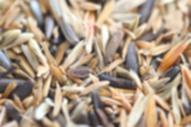 Harvester Ant Seed Mix (2x3'' packet)