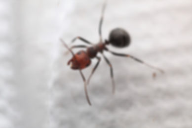 Western Thatching Ants (Formica obscuripes)