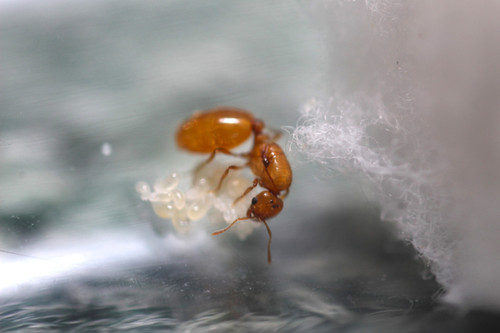 トップス ants Diversity and distribution of Solenopsis thief ants belowground