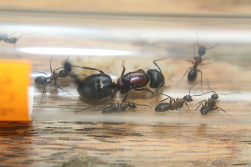 New York Carpenter Ants (Camponotus novaeboracensis) For Sale